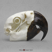Hyacinth Macaw Skull Hyacinth Macaw Skull