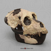 Aegyptopithecus zeuxis Skull Aegyptopithecus zeuxis Skull
