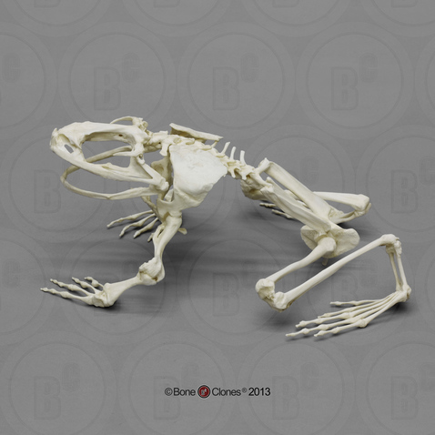 Articulated Goliath Frog Skeleton