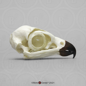 Peregrine Falcon Skull Peregrine Falcon Skull