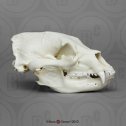Black Bear Skull Black Bear Skull