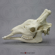 Giraffe Skull