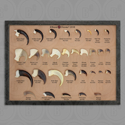 Set of 31 Claws in Riker Box Set of 31 Claws in Riker Box
