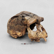 Homo erectus Skull - Sangiran 17 Homo erectus Skull - Sangiran 17