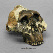 Australopithecus boisei Skull - OH 5, (Zinjanthropus)