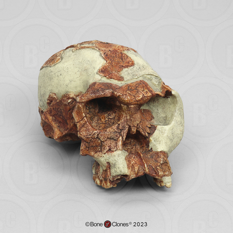 Homo habilis Skull - OH 24 Homo habilis Skull - OH 24