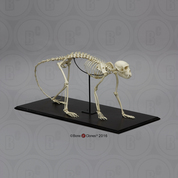 Vervet Monkey Skeleton, Articulated