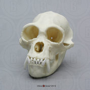 Male Siamang Skull Male Siamang Skull