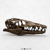 Mosasaur Platecarpus planifrons Skull Mosasaur Platecarpus planifrons Skull