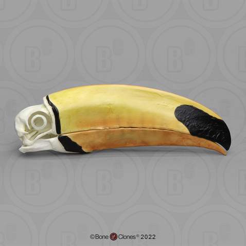 Toco Toucan Skull Toco Toucan Skull