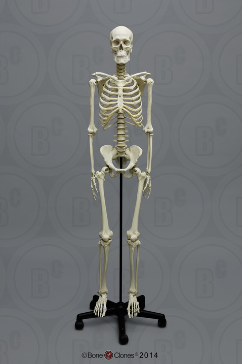 Human Male European Articulated Skeleton