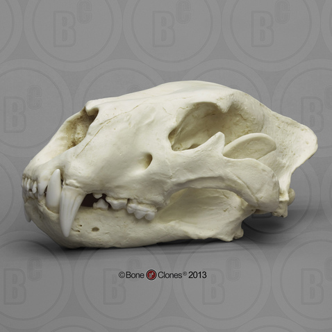 American Lion, Felis atrox, skull, antique