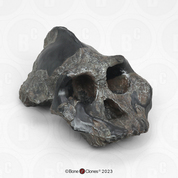 Australopithecus aethiopicus Skull - KNM-WT 17000 Australopithecus aethiopicus Skull - KNM-WT 17000