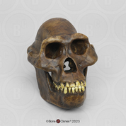 Australopithecus afarensis Skull Australopithecus afarensis, skull