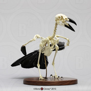Articulated Raven Skeleton SC-074-A Articulated Raven Skeleton SC-074-A