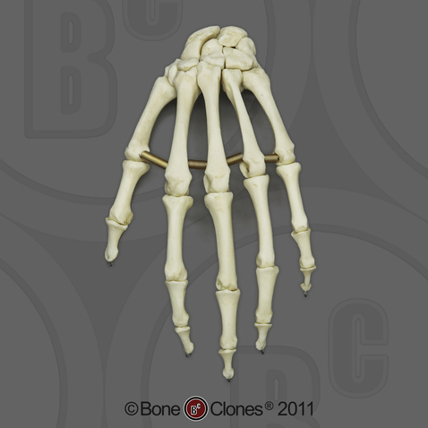 Human Adult Male Hand, articulated, Premium flexible