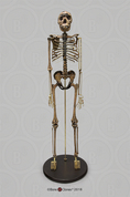 Articulated Homo ergaster Skeleton, KNM-WT 15000 "Nariokotome Boy" Articulated Homo ergaster Skeleton, KNM-WT 15000 "Nariokotome Boy"