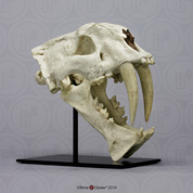 Megantereon nihowanensis Skull