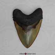 Megalodon Shark Tooth, large