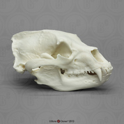 Economy Black Bear Skull Economy Black Bear Skull