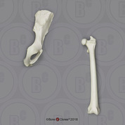 Mandrill Baboon Innominate & Femur Set Mandrill Baboon Innominate & Femur Set