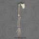 Human Male Asian Arm, Disarticulated (with Scapula) w/ Disarticulated Hand