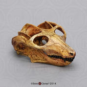 Cynodont - Probainognathus jenseni Skull Cynodont - Probainognathus jenseni Skull