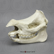 Javan Rhinoceros Skull