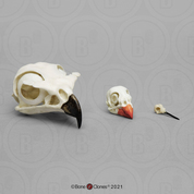 Comparative Bird Skull Set of 3 Comparative Bird Skull Set of 3