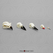 Comparative Bird Skull Set of 5