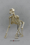 Articulated Gorilla Skeleton
