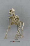 Articulated Gorilla Skeleton Articulated Gorilla Skeleton