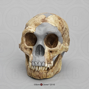 Homo floresiensis Skull (Flores Skull LB1) Homo floresiensis Skull (Flores Skull LB1)