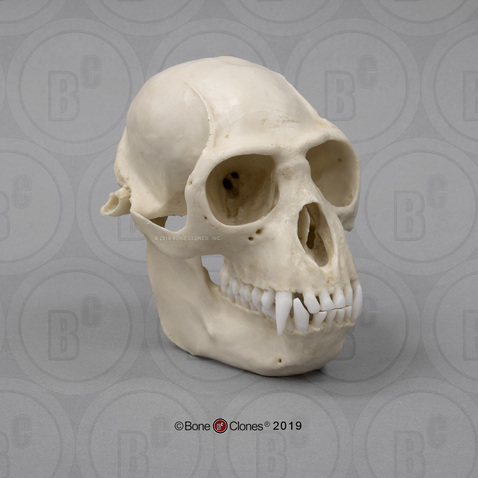Colobus Monkey Skull