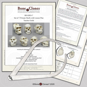 Hominid Evolution Lesson Plan with Calipers