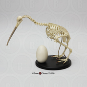 Articulated Kiwi Skeleton and Egg Articulated Kiwi Skeleton and Egg
