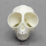 Owl Monkey Skull Owl Monkey Skull