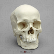 Human Male European Skull Human Male European Skull