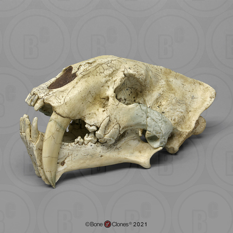 Sabertooth Cat, Chinese Megantereon nihowanensis Skull
