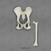 Bonobo Pelvis and Femur Bonobo Pelvis and Femur