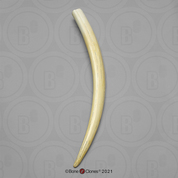 Walrus tusk (single) Walrus tusk (single)