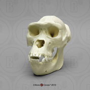 Female Western Lowland Gorilla Skull Female Western Lowland Gorilla Skull