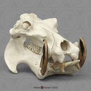 Hippopotamus Skull Hippopotamus Skull