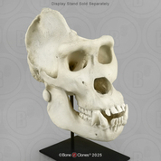 Male Gorilla skull (extra large) Male Gorilla skull (extra large)