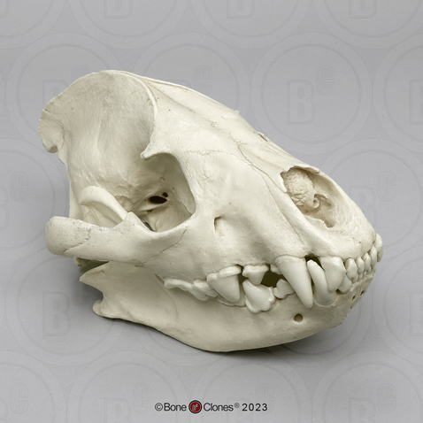 Hyena Skull Hyena Skull