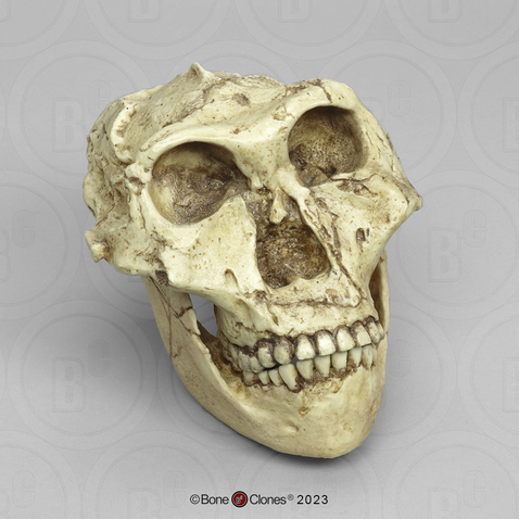 Australopithecus robustus Skull with Lower Jaw