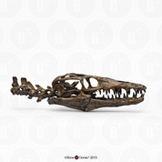 Mosasaur Platecarpus planifrons Skull and Neck Mosasaur Platecarpus planifrons Skull and Neck