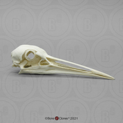 Sandhill Crane Skull Sandhill Crane Skull