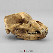 Cave Bear Skull Cave Bear Skull