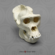 Male Western Lowland Gorilla Skull Male Western Lowland Gorilla Skull, image